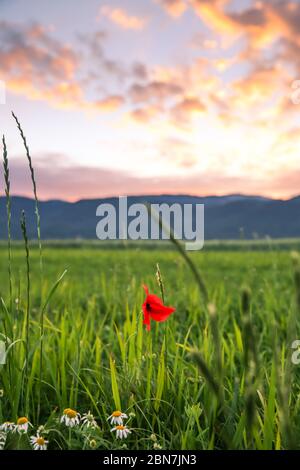 Roter Mohn und Gänseblümchen in grünen Weizenfeldern bei Sonnenuntergang Stockfoto