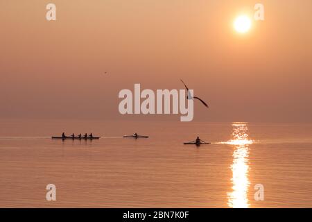 Möwe beim Fliegen über dem Ruderteam Training über dem schimmernden See bei Sonnenuntergang Stockfoto