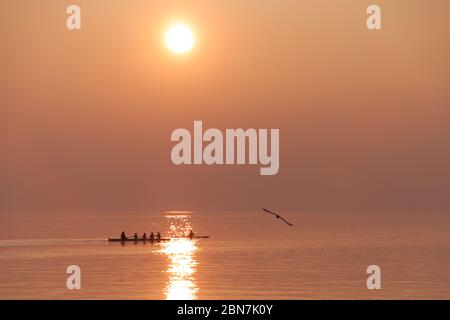 Möwe beim Fliegen über dem Ruderteam Training über dem schimmernden See bei Sonnenuntergang Stockfoto