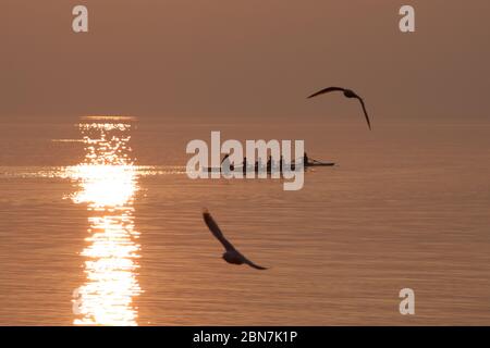 Möwen fliegen über Ruderteam Training über schimmerndem See bei Sonnenuntergang Stockfoto