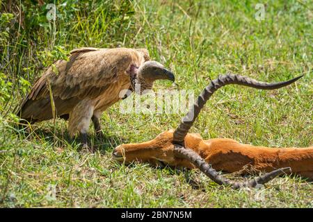 Der Weißrückengeier steht neben dem Impala-Schlachtkörper Stockfoto