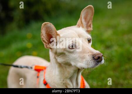 Nahaufnahme Porträt von traurig aussehenden gelben Mischling Hund mit großen Ohren auf grünem Gras in einem Park auf orangefarbener Leine stehend. Unscharfer Hintergrund. Stockfoto