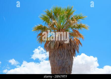 Eine zottelige Palme gegen blauen Himmel Stockfoto