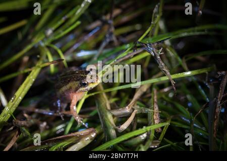 Nahaufnahme von stark gefährdeten Mikrofrosch, Microbatrachella capensis, bei Nacht, Kenilworth Racecourse Conservation Area, Kapstadt, Südafrika. Stockfoto