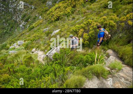 Devils Peak im Table Mountain National Park, Kapstadt, Südafrika bietet urbane Wanderwege wie diese Route über Mowbray Ridge bis Devil's Peak. Stockfoto