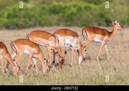 Weibliche Impala Antilopen auf der Savanne Stockfoto