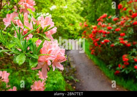 Blühende Rhododendron-Blüten in einem schönen Garten Stockfoto