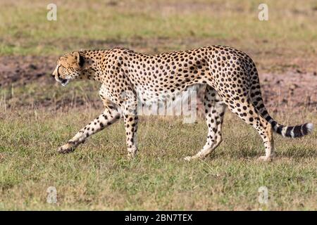 Gepardenwanderung auf der Savanne in Masai Mara Stockfoto