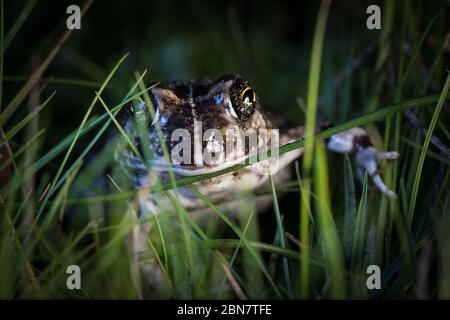 Lebensraum in Kenilworth Racecourse Conservation Area, Kapstadt ist die Heimat vieler Tierarten, darunter dieser Cape Sandfrosch, Tomopterna delanlandii Stockfoto