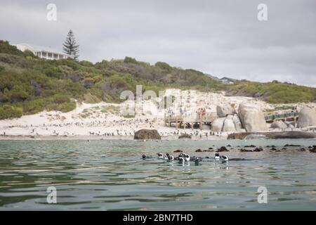 Die False Bay Küste rund um Simon's Town, Kapstadt, Westkap, Südafrika ist die Heimat von Seevögeln wie gefährdete afrikanische Pinguin spheniscus demersus Stockfoto