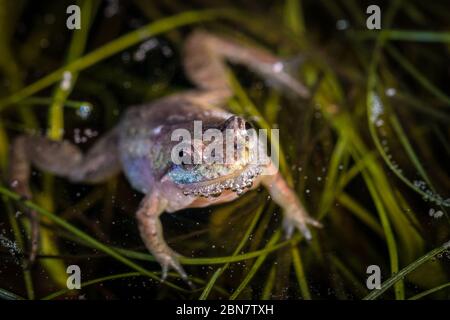 Nahaufnahme von stark gefährdeten Mikrofrosch, Microbatrachella capensis, bei Nacht, Kenilworth Racecourse Conservation Area, Kapstadt, Südafrika. Stockfoto