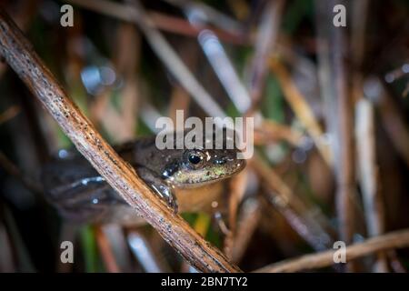 Nahaufnahme von stark gefährdeten Mikrofrosch, Microbatrachella capensis, bei Nacht, Kenilworth Racecourse Conservation Area, Kapstadt, Südafrika. Stockfoto