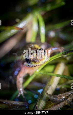 Nahaufnahme von stark gefährdeten Mikrofrosch, Microbatrachella capensis, bei Nacht, Kenilworth Racecourse Conservation Area, Kapstadt, Südafrika. Stockfoto