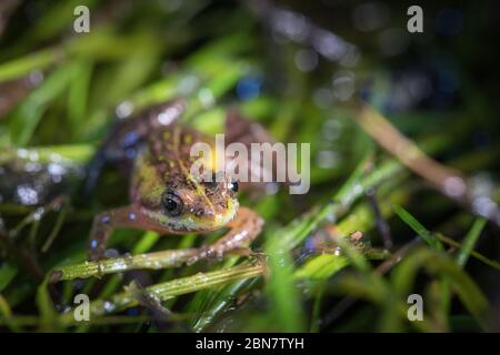 Nahaufnahme von stark gefährdeten Mikrofrosch, Microbatrachella capensis, bei Nacht, Kenilworth Racecourse Conservation Area, Kapstadt, Südafrika. Stockfoto