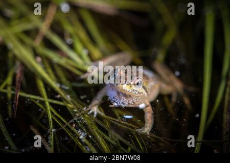 Nahaufnahme von stark gefährdeten Mikrofrosch, Microbatrachella capensis, bei Nacht, Kenilworth Racecourse Conservation Area, Kapstadt, Südafrika. Stockfoto