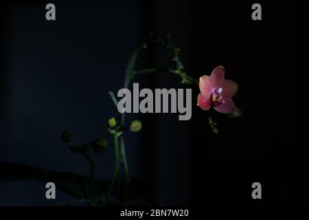 Mottenorchideen wie diese lila Phalaenopsis sp. Sind beliebte Hauspflanzen. Stockfoto