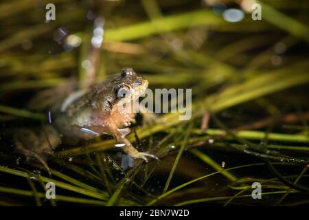 Nahaufnahme von stark gefährdeten Mikrofrosch, Microbatrachella capensis, bei Nacht, Kenilworth Racecourse Conservation Area, Kapstadt, Südafrika. Stockfoto