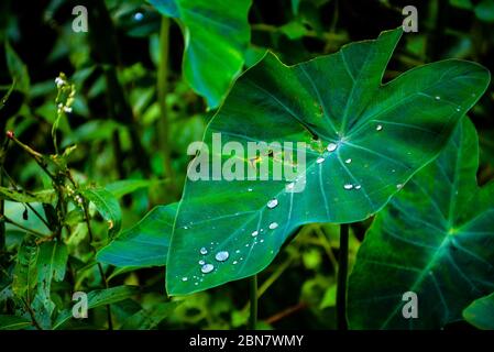 Ein Taro Blatt nach Regen im Dorffeld. Stockfoto