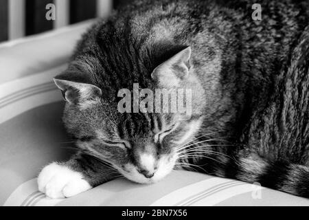Schwarz-Weiß-Foto von schlafenden Katze. (Felis catus ) Stockfoto