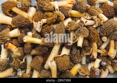 Essbare und köstliche Pilz Verpa bohemica allgemein bekannt als Morel oder faltige Ringelhut - Detail aus Frühlingswald der Tschechischen Republik, Euro Stockfoto