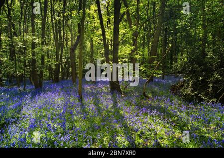 Großbritannien, South Yorkshire, Rotherham, Wentworth, Woodland mit Teppichboden in Bluebells. Stockfoto