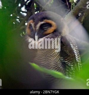 Braune Holzeule (Strix leptogrammica) in Roost, Sri Lanka. Stockfoto