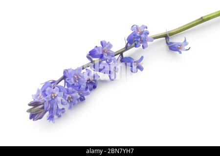 Studioaufnahme von Common Bluebells, Hyacinthoides non-scripta, geschnitten vor weißem Hintergrund - John Gollop Stockfoto