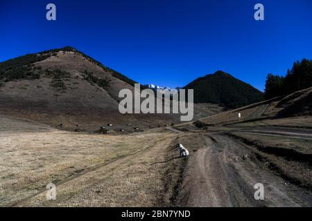 Caucasus, Georgia, Tusheti region, Shenako. A dog is stopped on the side of the road at the entrance of the village of Shenako. Stockfoto