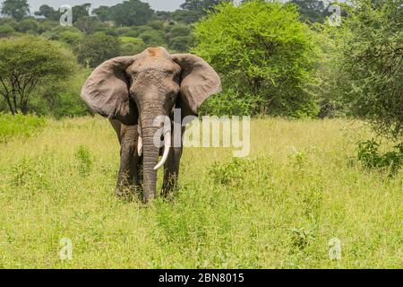 Der einjährige Rüde Afrikanischer Elefant (Loxodonta africana) auf der tansanischen Savanne schaut direkt auf die Kamera. Kopierbereich. Stockfoto