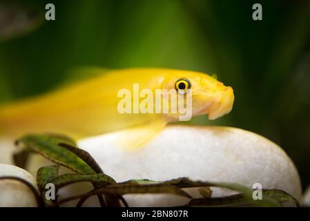 Gelb chinesisch algaey Esser - Gyrinocheilus in Fischtank Reinigungsstein. Stockfoto