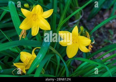 Asiatische gelbe Lilie mit Blatt Hintergrund Stockfoto