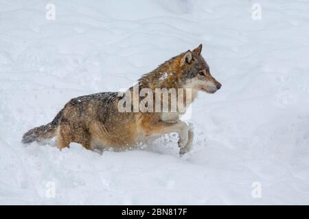 Europäischer Wolf - Canis Lupus - auf dem Schnee Stockfoto