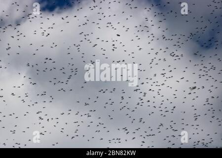 Eine riesige Anzahl von Mücken gegen einen bewölkten Himmel. Schwarm von Mücken. Die Paarungszeit bei Mücken im Frühjahr. Stockfoto