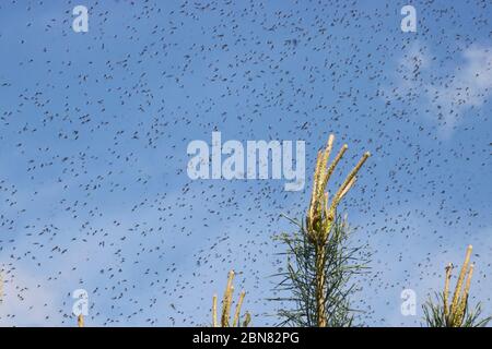 Eine riesige Anzahl von Mücken gegen einen bewölkten Himmel über den Trieben von Kiefern. Schwarm von Mücken. Die Paarungszeit bei Mücken im Frühjahr. Stockfoto