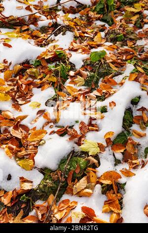 goldene, trockene und grüne Blätter auf dem Boden, mit dem ersten Schnee bestreut Stockfoto