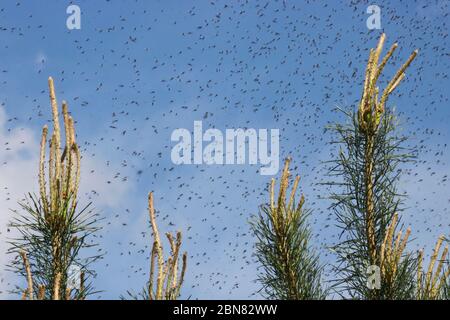 Eine riesige Anzahl von Mücken gegen einen bewölkten Himmel über den Trieben von Kiefern. Schwarm von Mücken. Die Paarungszeit bei Mücken im Frühjahr. Stockfoto