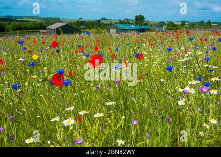 Wildblumenwiese bei Snowshill in den Cotswolds Stockfoto