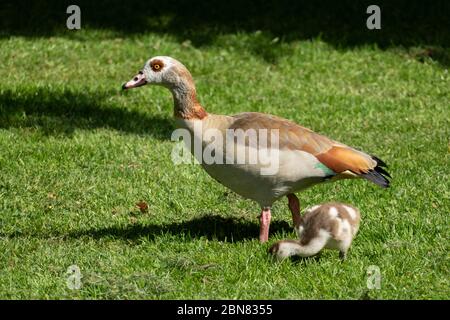Junge Nilgänse Küken mit ihrer Mutter auf einer Wiese Stockfoto