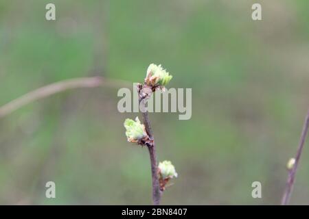 Ein brauner Zweig des Busches mit anschwellenden Knospen. Junge grüne Knospen. Kleine blühende Blätter auf einem Baum. Stockfoto