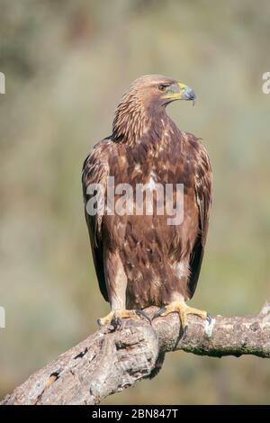 Goldener Adler thront Stamm verschwimmen Hintergrund Stockfoto