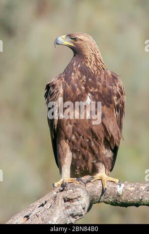 Goldener Adler thront Stamm verschwimmen Hintergrund Stockfoto