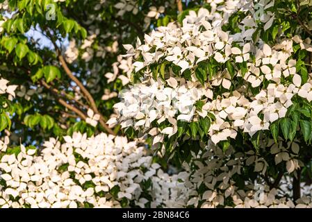 Weiße Blumen auf einem Baum Kousa Dogwood Blossoms. Stockfoto