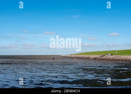 Schlammflatten von Luettmoorsiel, Reussenkoege, Schleswig-Holstein, Deutschland, Europa Stockfoto