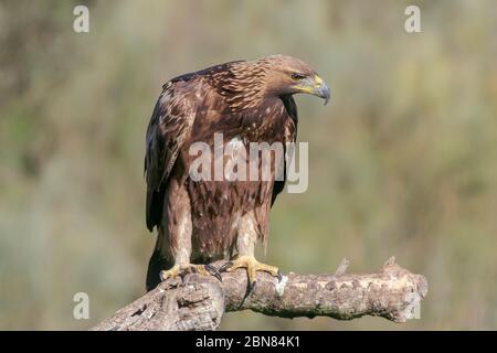 Goldener Adler thront Stamm verschwimmen Hintergrund Stockfoto