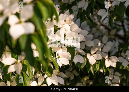 Weiße Blumen auf einem Baum Kousa Dogwood Blossoms. Stockfoto