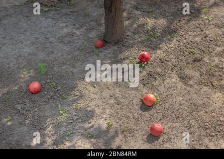 Fünf reife Äpfel liegen auf dem Boden unter Baum. Äpfel fielen herunter. Sommer Hintergrund Stockfoto