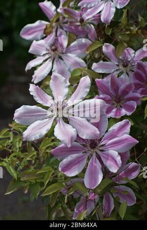 Clematis 'Nelly Moser' Stockfoto