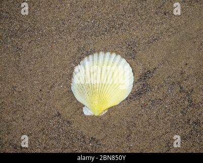 Eine gelbe Muschelschale an einem Sandstrand in Neuseeland Stockfoto