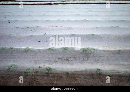 Kartoffel-Anbau unter Vlies Stockfoto