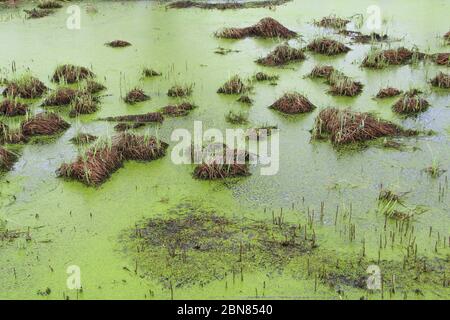 Sumpf mit Unebenheiten, Gras und grünem Schlamm. Entenkraut auf der Wasseroberfläche. Überwachsener Teich. Karotten mit Fröschen. Gefährlicher nasser Moor. Stockfoto